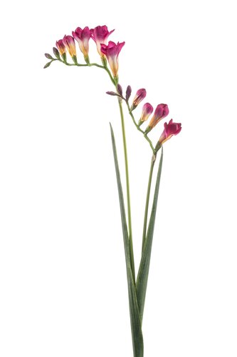 Freesia Tak Zijde - 80cm Beauty
