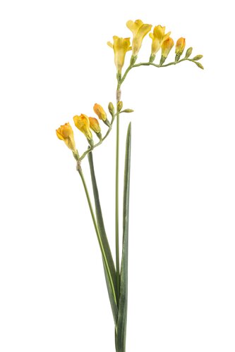 Freesia Tak Zijde - 80cm Geel