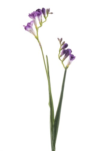Freesia Tak Zijde - 80cm Paars