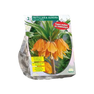 Fritillaria Imperialis Aurora per 2 - afbeelding 1