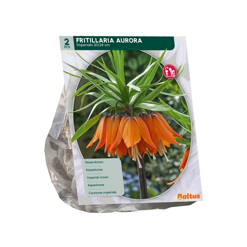Fritillaria Imperialis Aurora per 2 - afbeelding 2