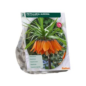 Fritillaria Imperialis Aurora per 2 - afbeelding 2