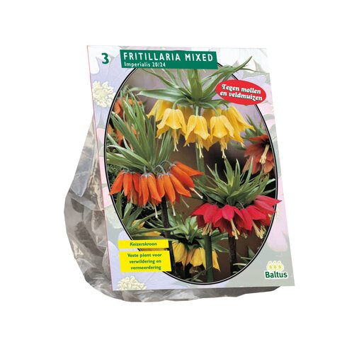 Fritillaria Imperialis Mixed per 3 - afbeelding 1