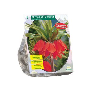 Fritillaria Imperialis Rubra per 2 - afbeelding 1