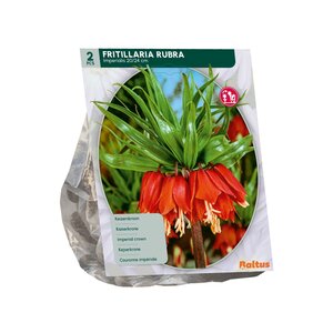 Fritillaria Imperialis Rubra per 2 - afbeelding 2