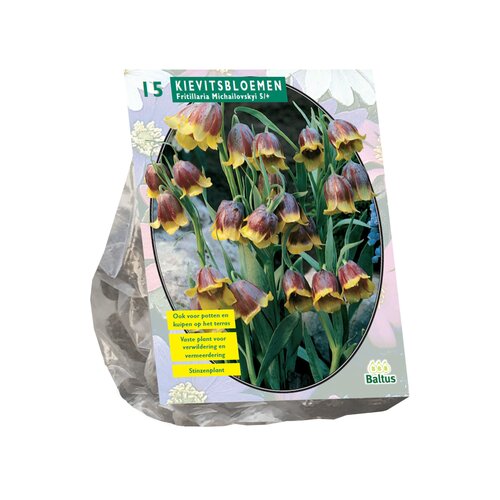 Fritillaria Michailovskyi per 15 - afbeelding 1