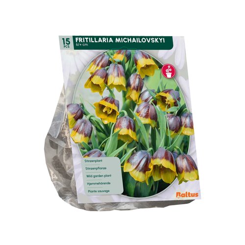 Fritillaria Michailovskyi per 15 - afbeelding 2