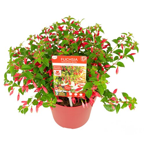 Fuchsia Chilli Red