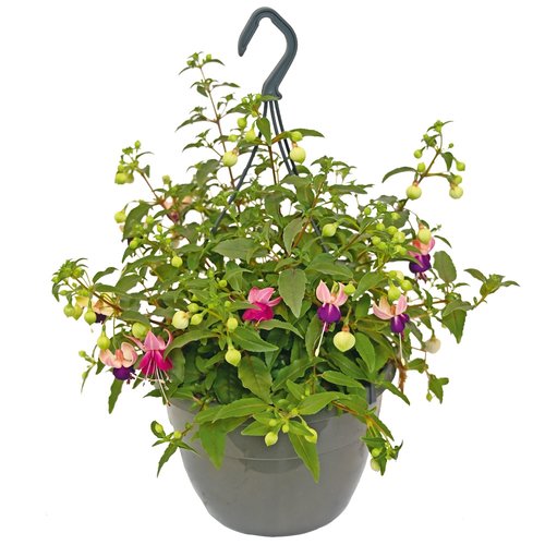 Fuchsia in hangpot - afbeelding 1