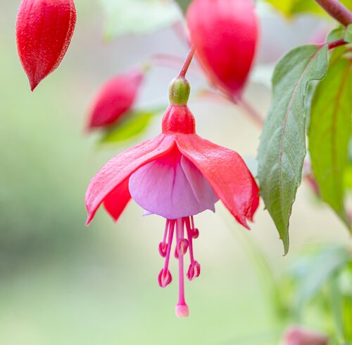 Fuchsia in hangpot - afbeelding 2