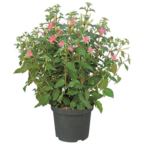 Fuchsia 'Walz jubelteen'