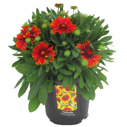 Gaillardia Yellow Touch, in 23cm-pot