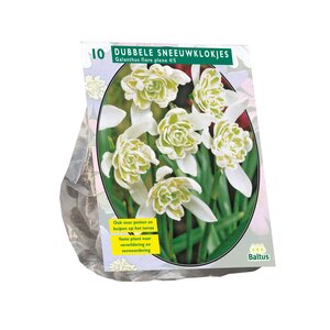 Galanthus Nivalis Flore Pleno per 10 - afbeelding 1