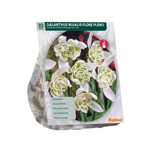 Galanthus Nivalis Flore Pleno per 10 - afbeelding 2
