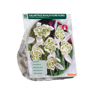 Galanthus Nivalis Flore Pleno per 10 - afbeelding 2