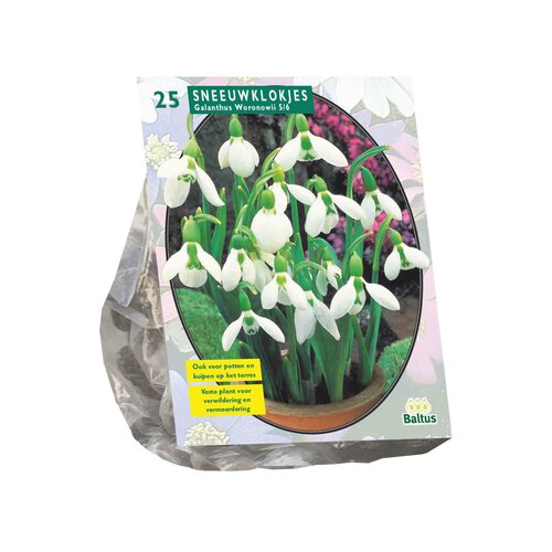 Galanthus Woronowii per 25 - afbeelding 1