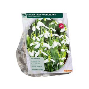 Galanthus Woronowii per 25 - afbeelding 2