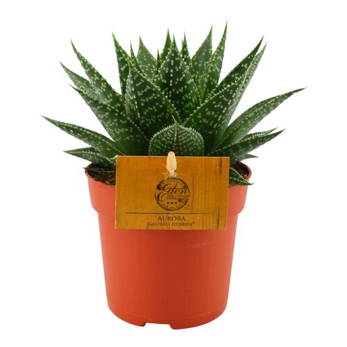 Gasteria Hybride Aurora, in 10.5cm-pot