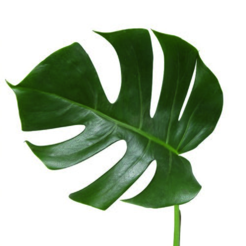 Gatenplant met mosstok (Monstera) in 24cm-pot