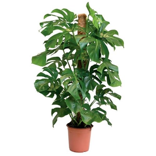 Gatenplant met mosstok (Monstera) in 24cm-pot