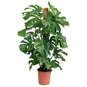 Gatenplant met mosstok (Monstera) in 24cm-pot