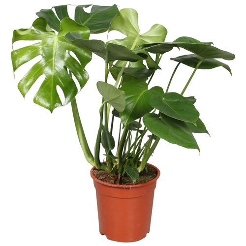 Gatenplant (Monstera deliciosa), in 21cm-pot