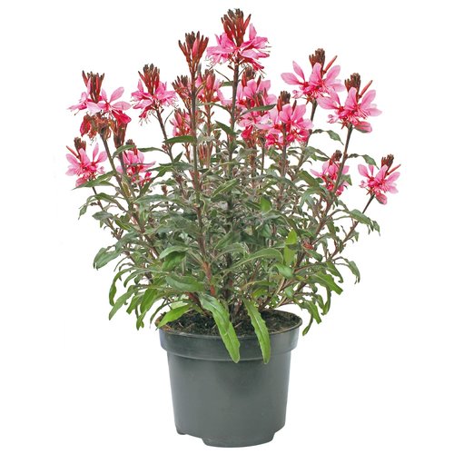 Gaura, in 17cm-pot