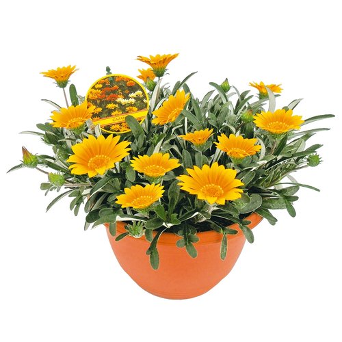 Gazania, in 25cm-schaal