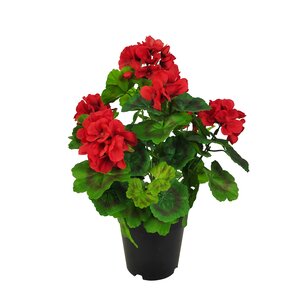 Geranium 39 cm rood