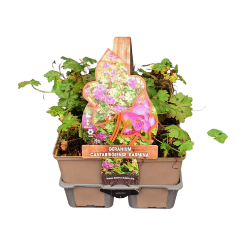 Geranium cant. 'Karmina' in sixpack - afbeelding 1