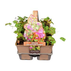 Geranium cant. 'Karmina' in sixpack - afbeelding 1