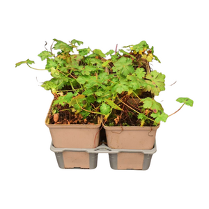 Geranium cant. 'Karmina' in sixpack - afbeelding 2