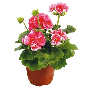 Geranium, in 12cm-pot - afbeelding 1