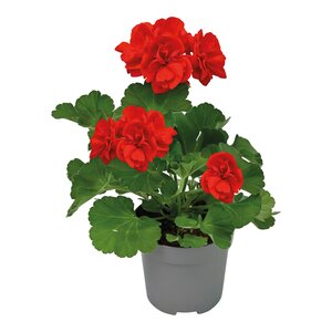 Geranium, in 12cm-pot - afbeelding 2
