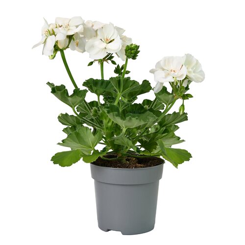 Geranium, in 12cm-pot - afbeelding 2