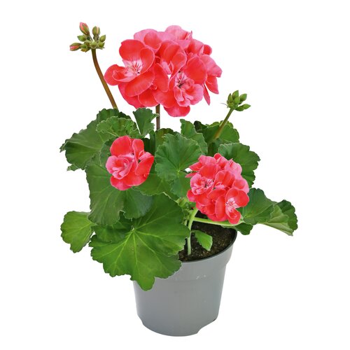 Geranium, in 12cm-pot - afbeelding 4