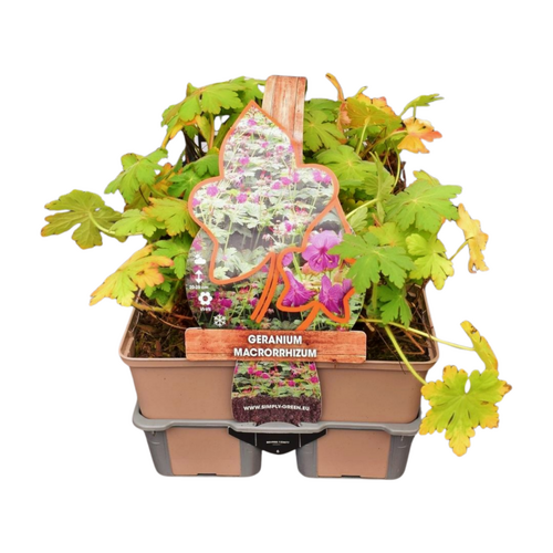 Geranium macrorrhizum in sixpack - afbeelding 1