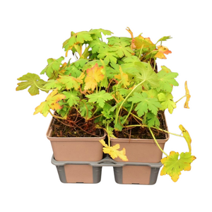 Geranium macrorrhizum in sixpack - afbeelding 2