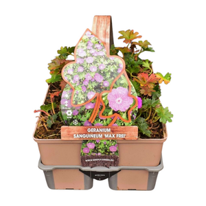 Geranium sang. 'Max frei' in sixpack