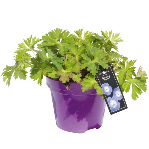 Geranium vaste plant, in 17cm-pot