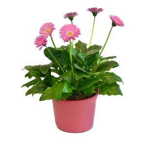 Gerbera Garvinea, in 19cm-pot