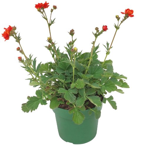 Geum, in 19cm-pot
