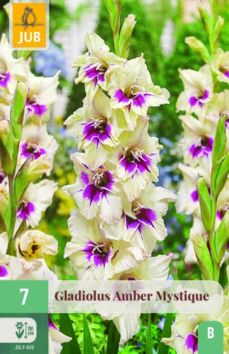 Gladiolus amber mystique 7st
