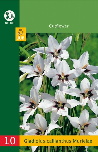 Gladiolus callianthus murielae 10st