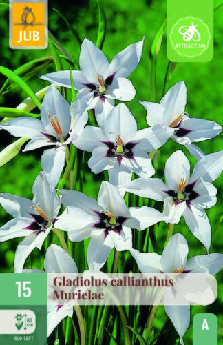 Gladiolus callianthus murielae 15st