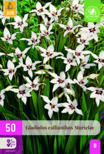 Gladiolus callianthus murielae 50st