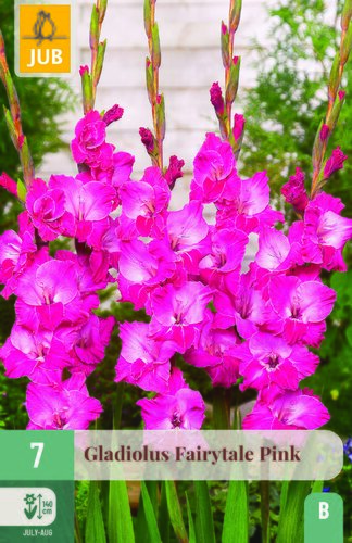 Gladiolus fairytale pink 7st