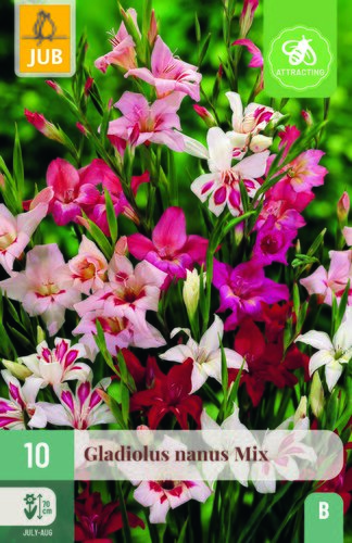 Gladiolus nanus mix 10st