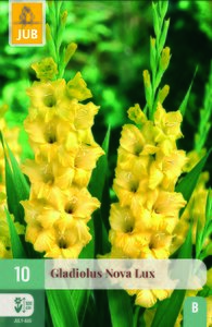 Gladiolus nova lux 10st