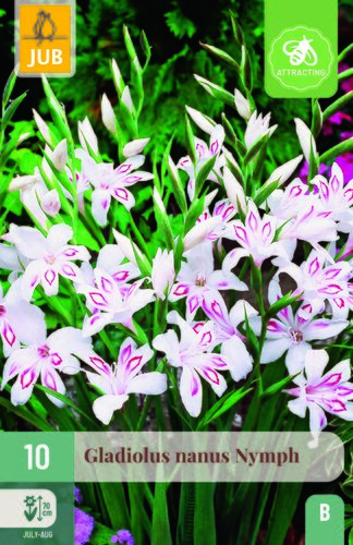 Gladiolus nymph 10st